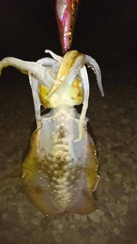 苦戦のアオリイカ