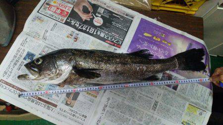 かもめ大橋釣果