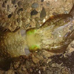 スクスク成長中！