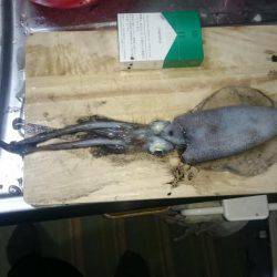 エギングオンリー