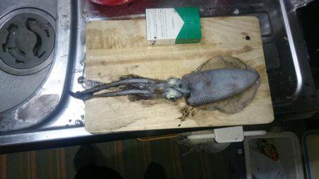 エギングオンリー