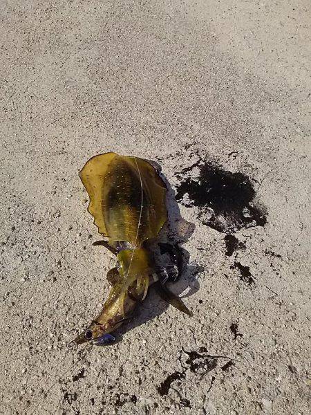 貝塚でアオリイカ新子