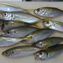 台風後のアジ釣り