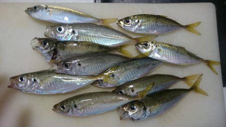 台風後のアジ釣り