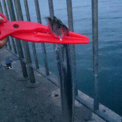 サゴシ+タチウオ