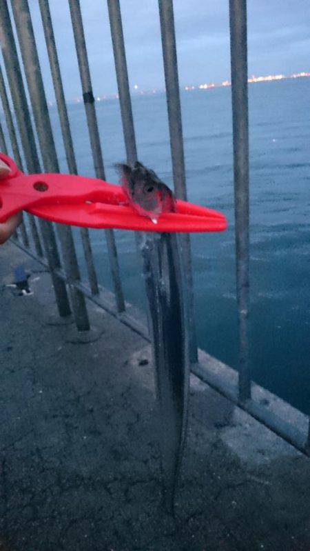 サゴシ+タチウオ