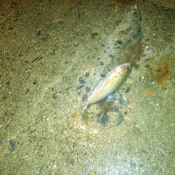 久々に舞洲に！