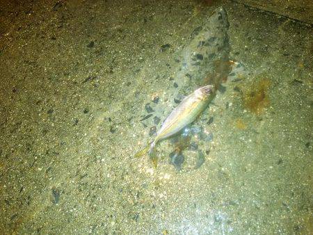 久々に舞洲に！