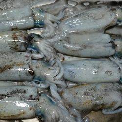 秋イカエギング釣行