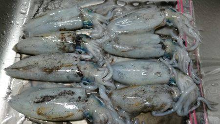 秋イカエギング釣行