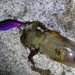 走り回って当たりポイント!