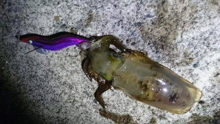 走り回って当たりポイント!