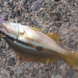 イカより人のほうが多そう・・・