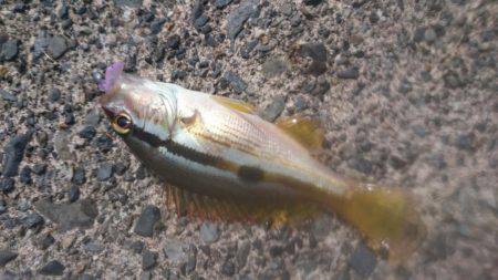 イカより人のほうが多そう・・・