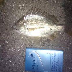 チーバスチビレ