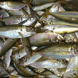 タチウオ激渋、アジ爆釣