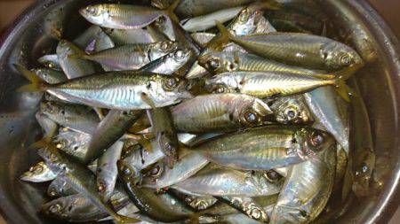 タチウオ激渋、アジ爆釣