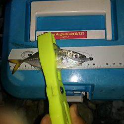 コアジ高活性！