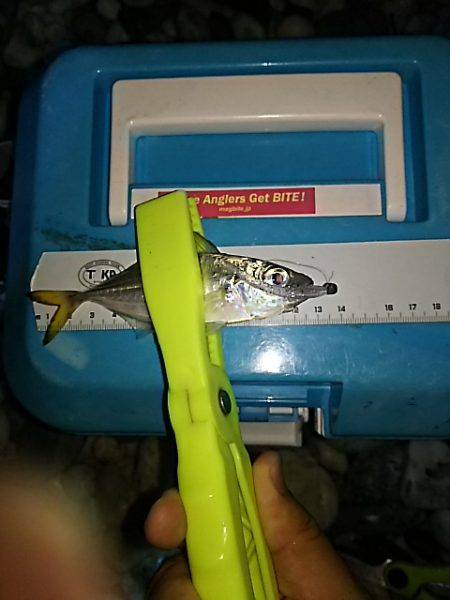 コアジ高活性！