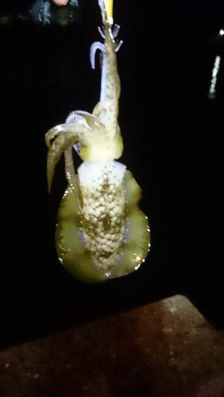 一瞬のジアイ。