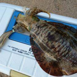 早朝サーフエギング