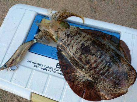 早朝サーフエギング