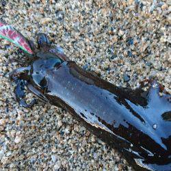 早朝サーフエギング