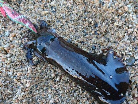 早朝サーフエギング