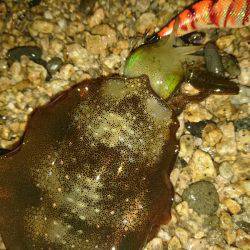 サーフエギング