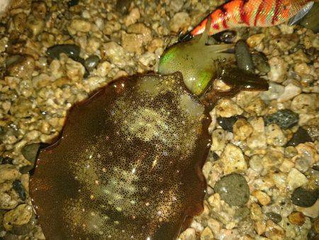 サーフエギング