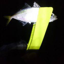 癒しのアジング？