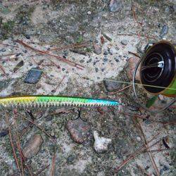 台風後の濁りで活性が上がったかな？