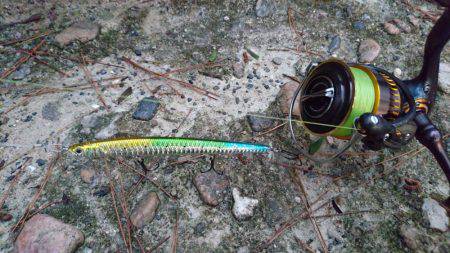 台風後の濁りで活性が上がったかな？