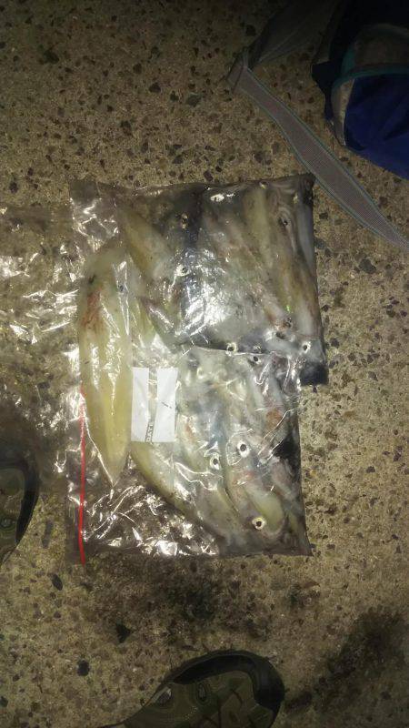 ケンサキ大漁！