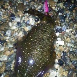 サーフでケンサキ＆アオリエギング