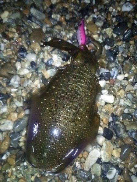 サーフでケンサキ＆アオリエギング