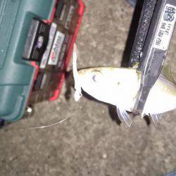 久々のアジング