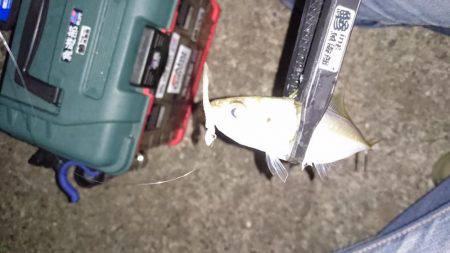 久々のアジング