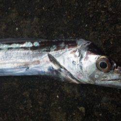 久々、タチウオ！