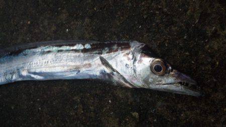 久々、タチウオ！