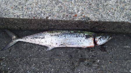 ジギングで青物