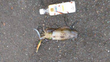 またまた白灯台にてエギング＆ジギング