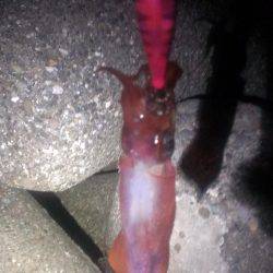 中秋の名月と大潮でエギング楽しめました！