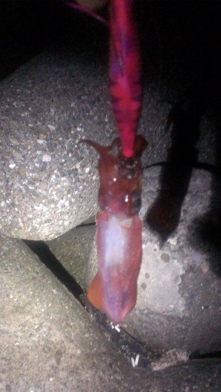 中秋の名月と大潮でエギング楽しめました！