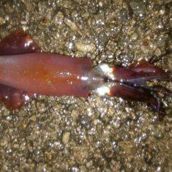 アオリイカだってオッパイがお好き