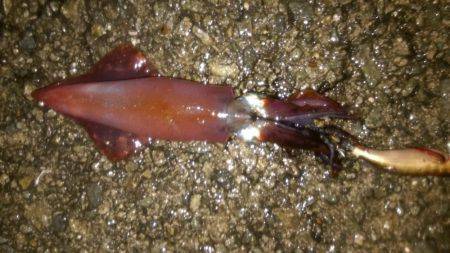 アオリイカだってオッパイがお好き