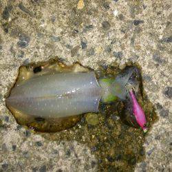 濁ると元気になる、あの子