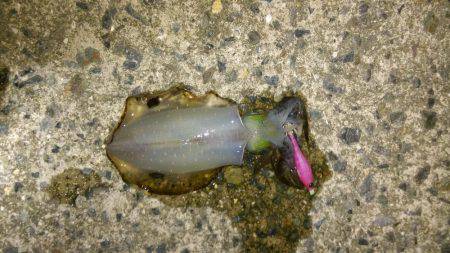 濁ると元気になる、あの子