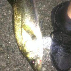 テクトロ好反応