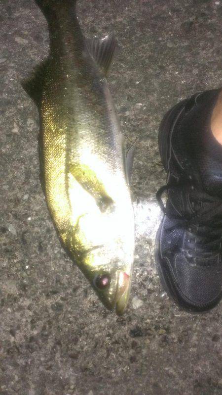 テクトロ好反応